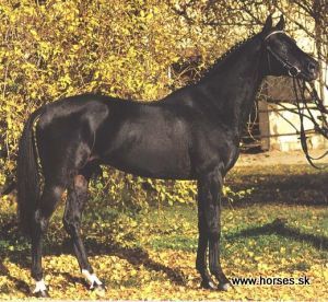 Heraldik II