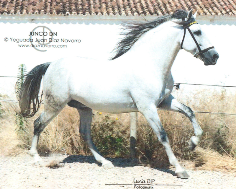 Junco Dn