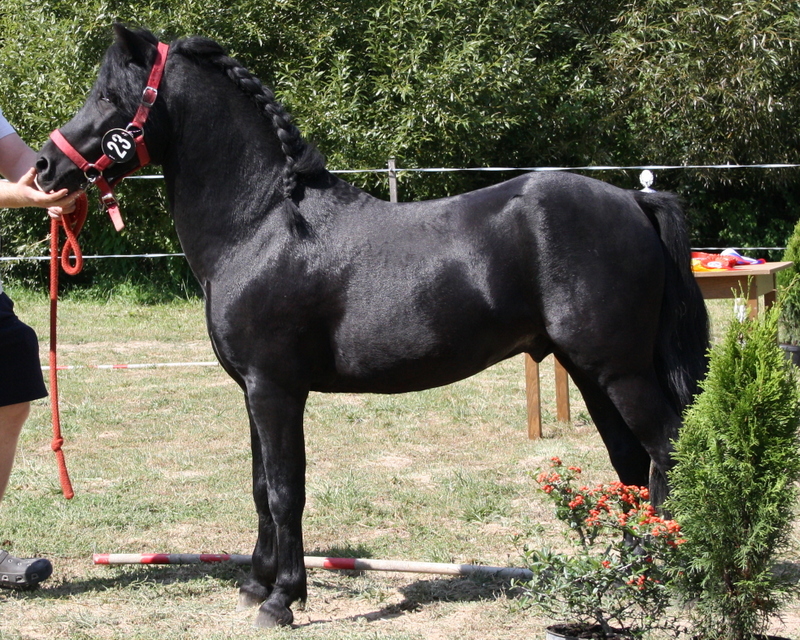 Silaj