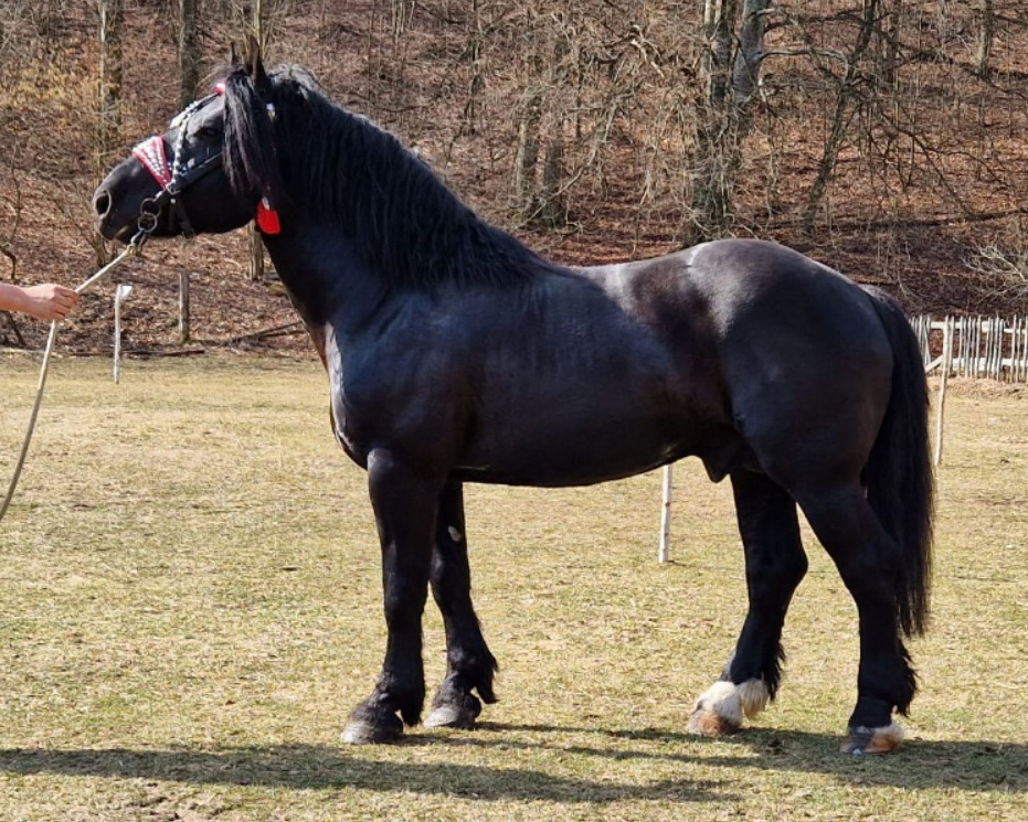 Mogul Nero II (MN-6) Bolek