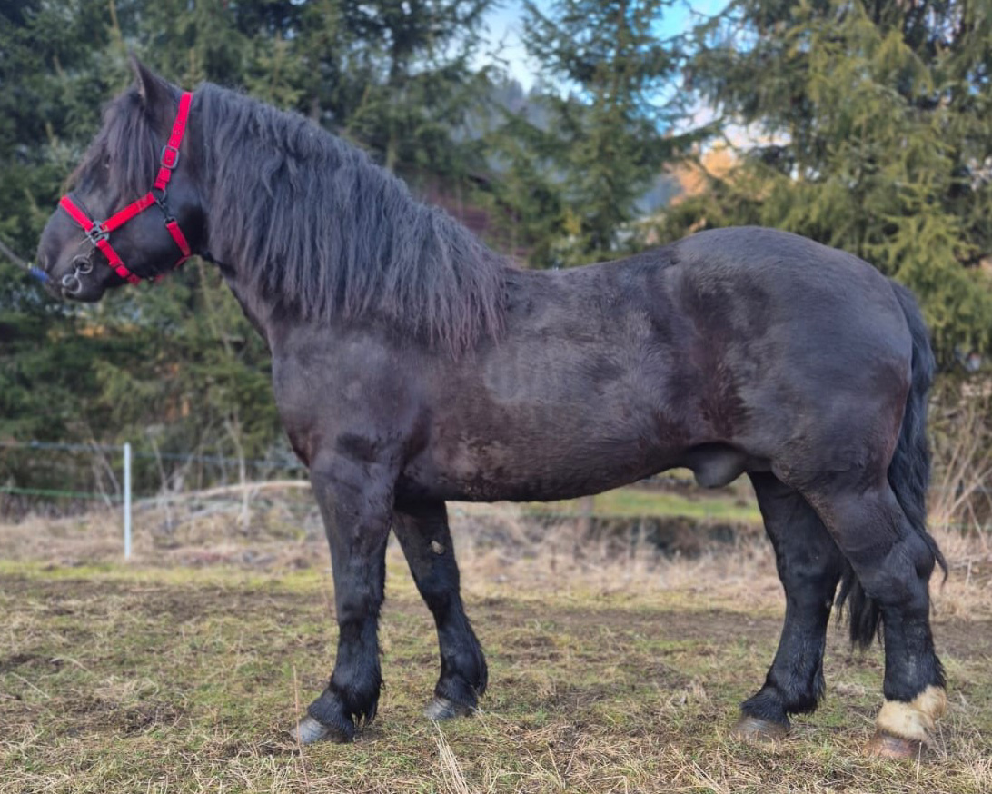 Zeisig Schaunitz I-18 SK Mário