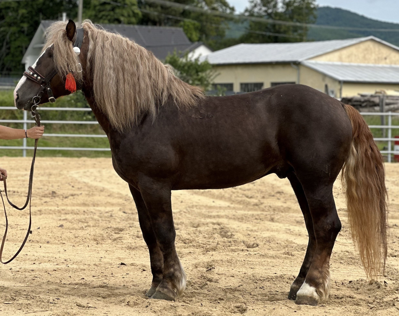 Zeisig Schaunitz IV-11 Elán