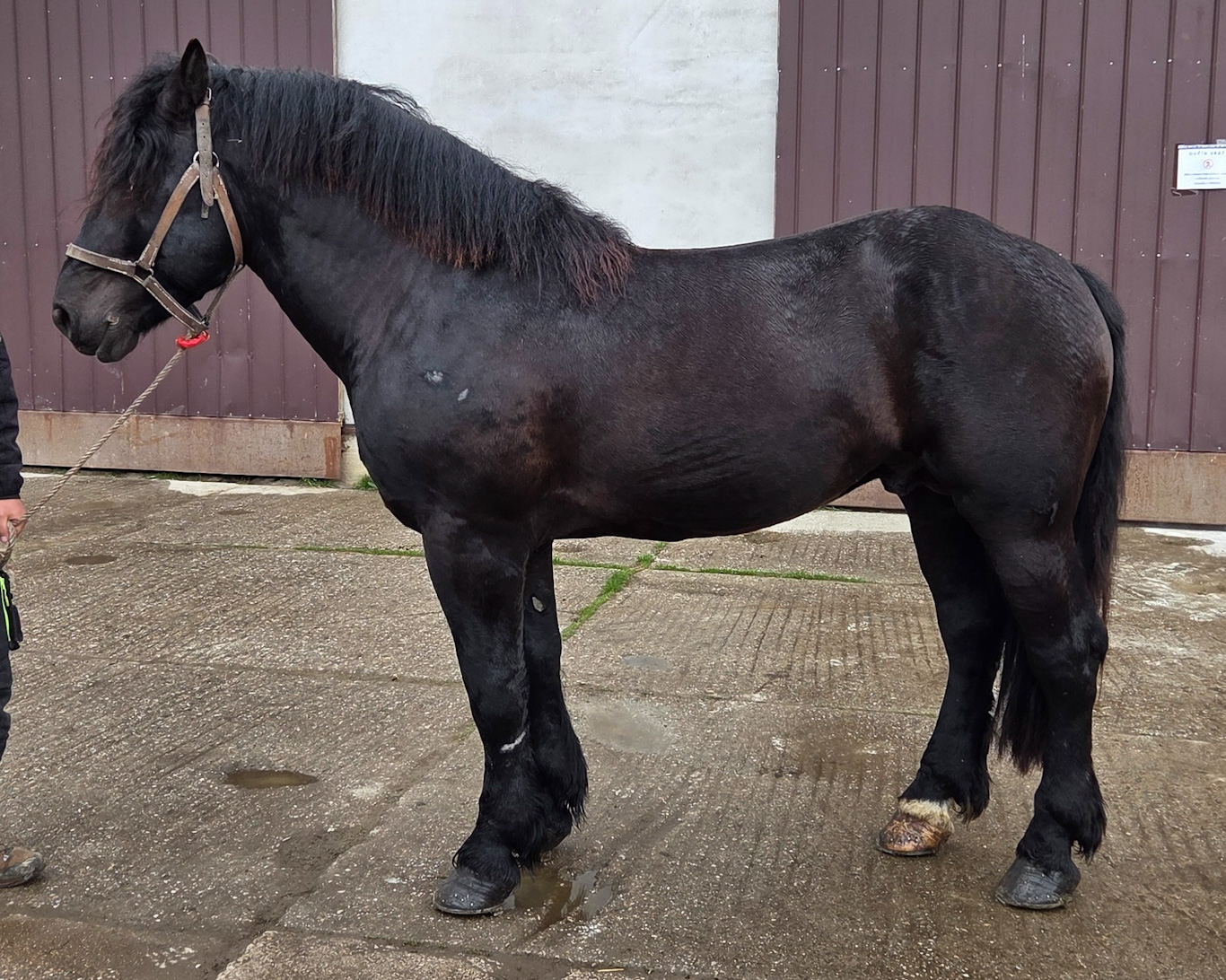 Zeisig Schaunitz IV-10 Edko