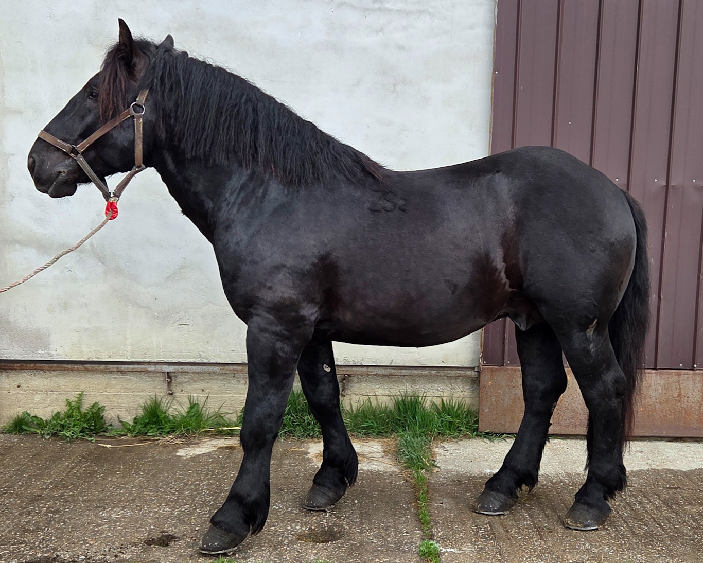 Titus Vulkan-17 Ervín