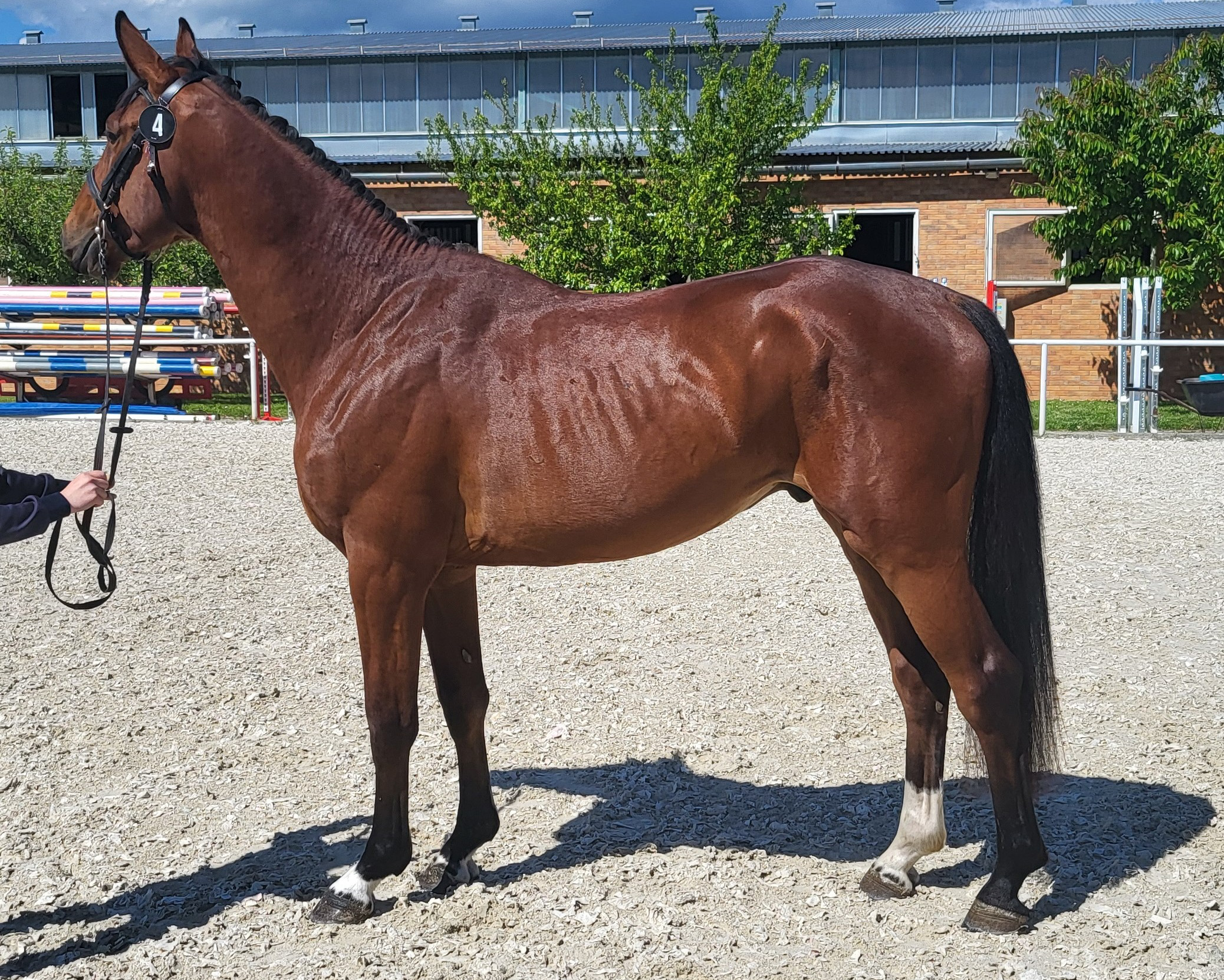 Chac Blue VD Berghoeve Z