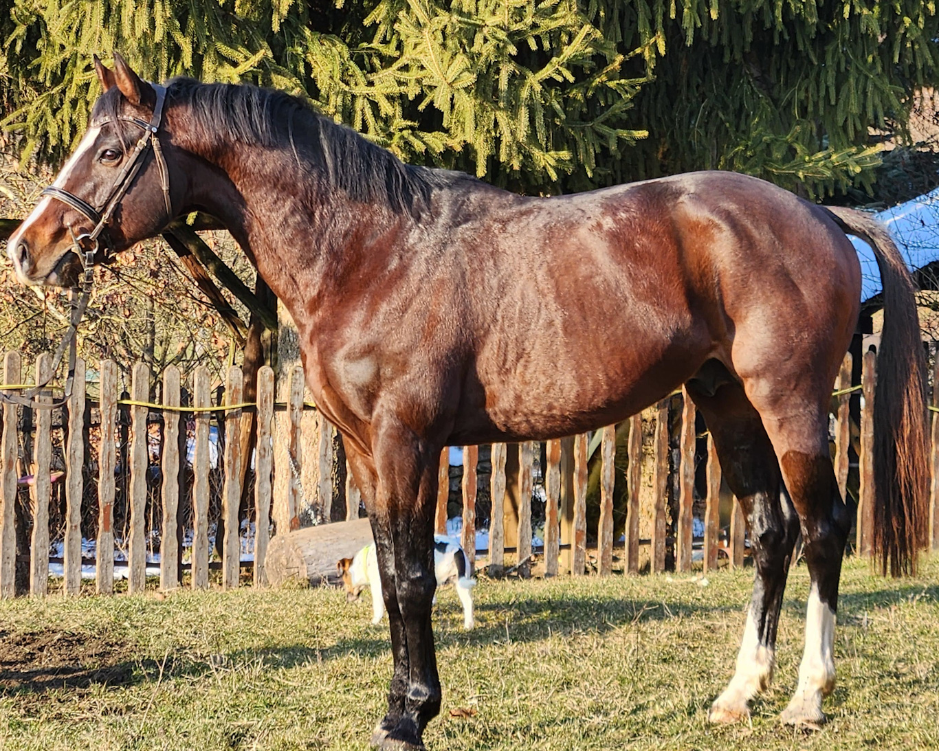 Jasper Diamond Jumper
