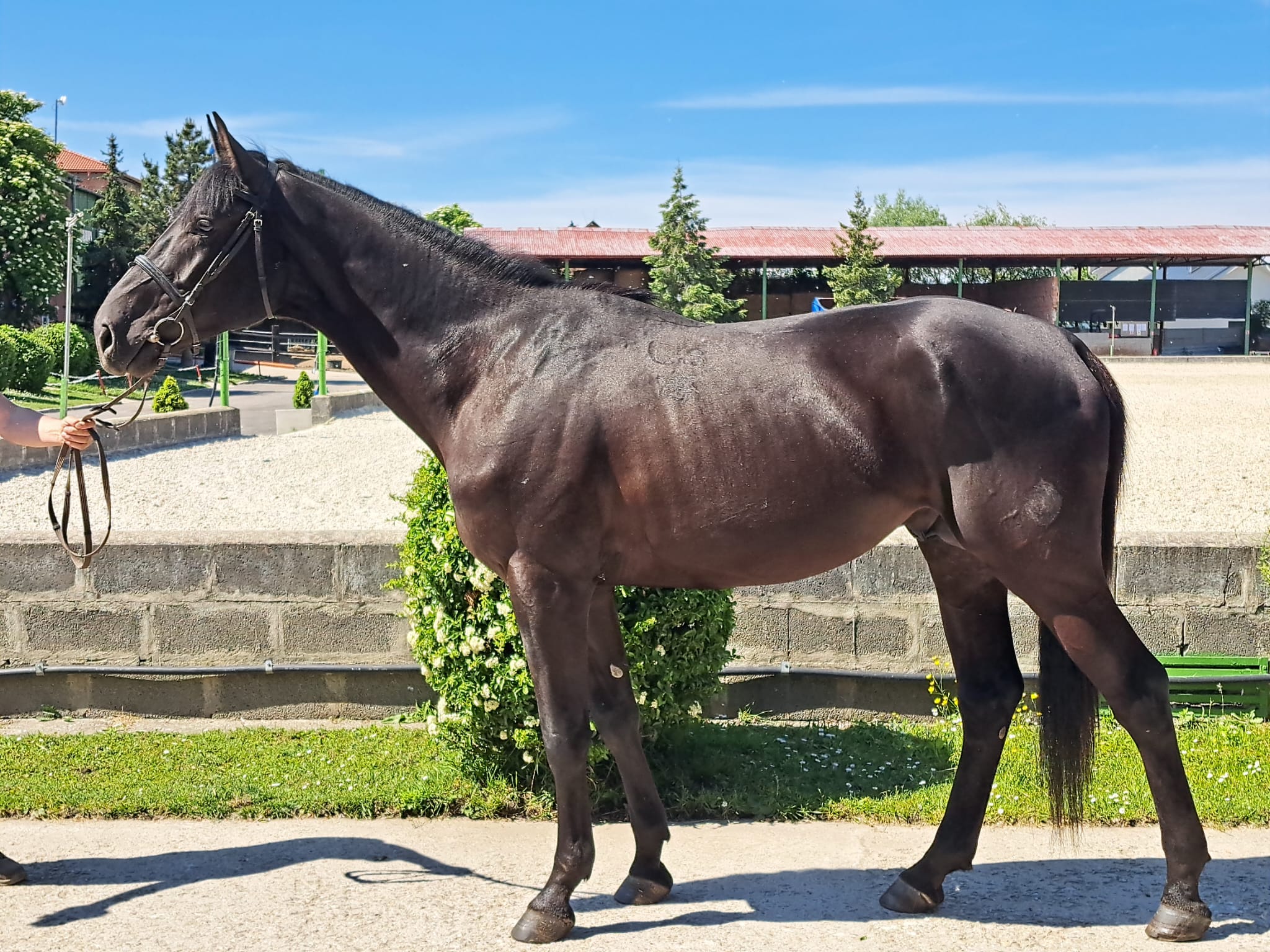 Catalin XVI-5 Amur
