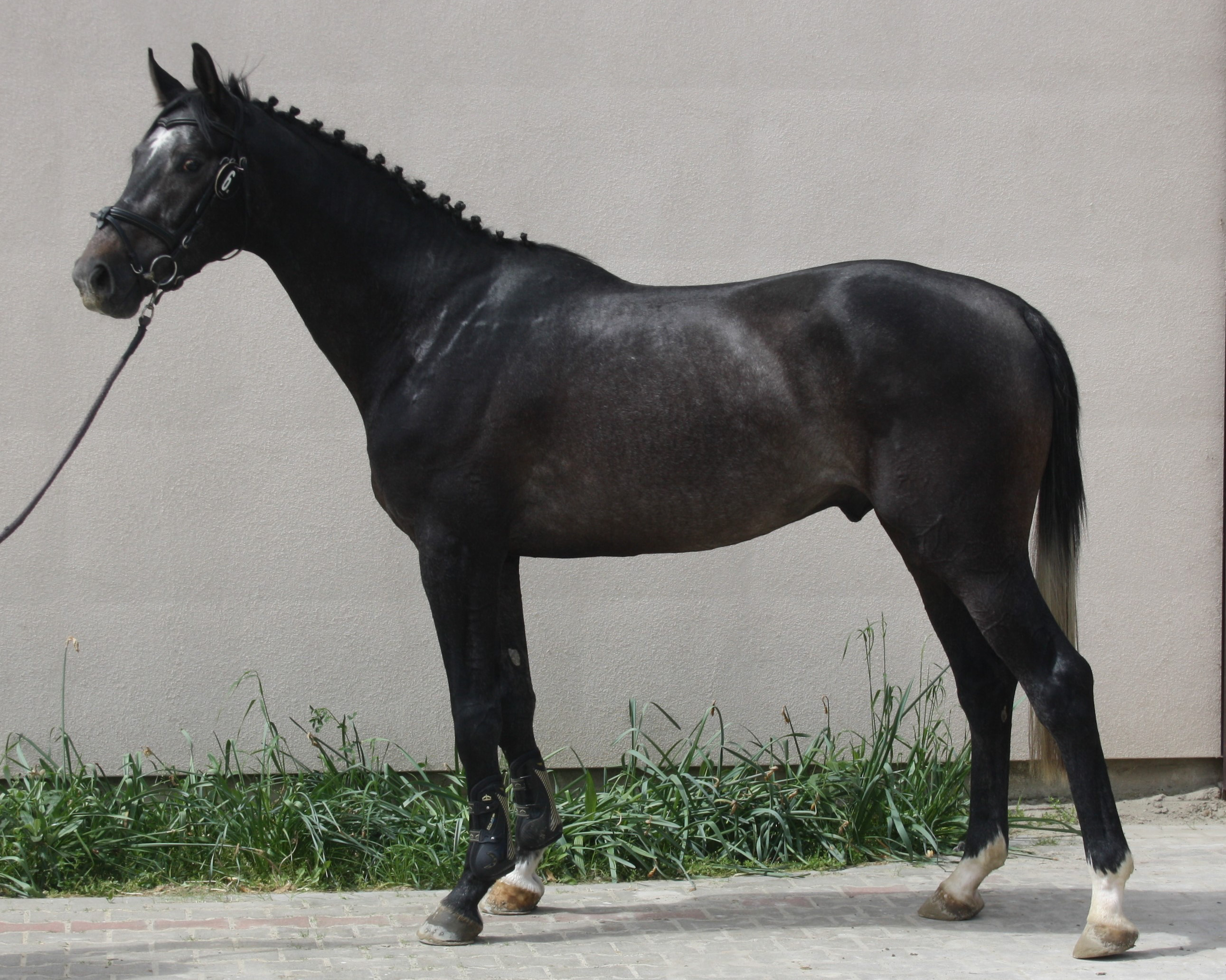 Liguido - L