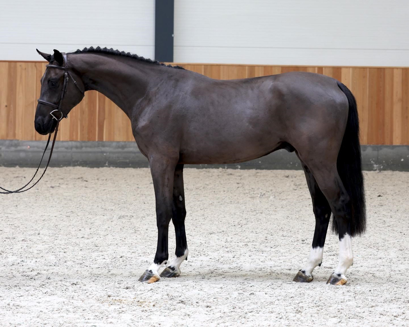Viareggio Van De Stokken