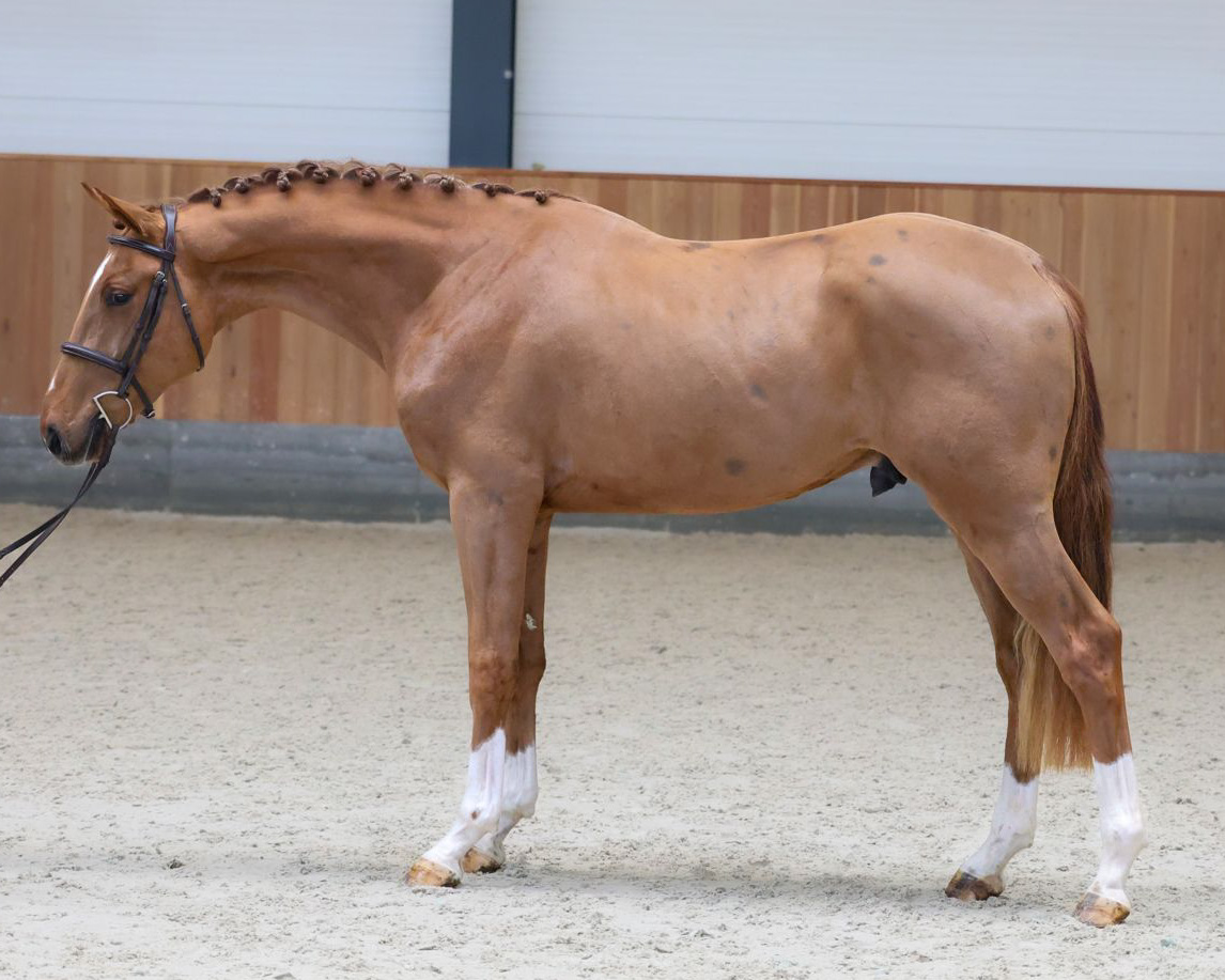 Easter Boy Kingston Z