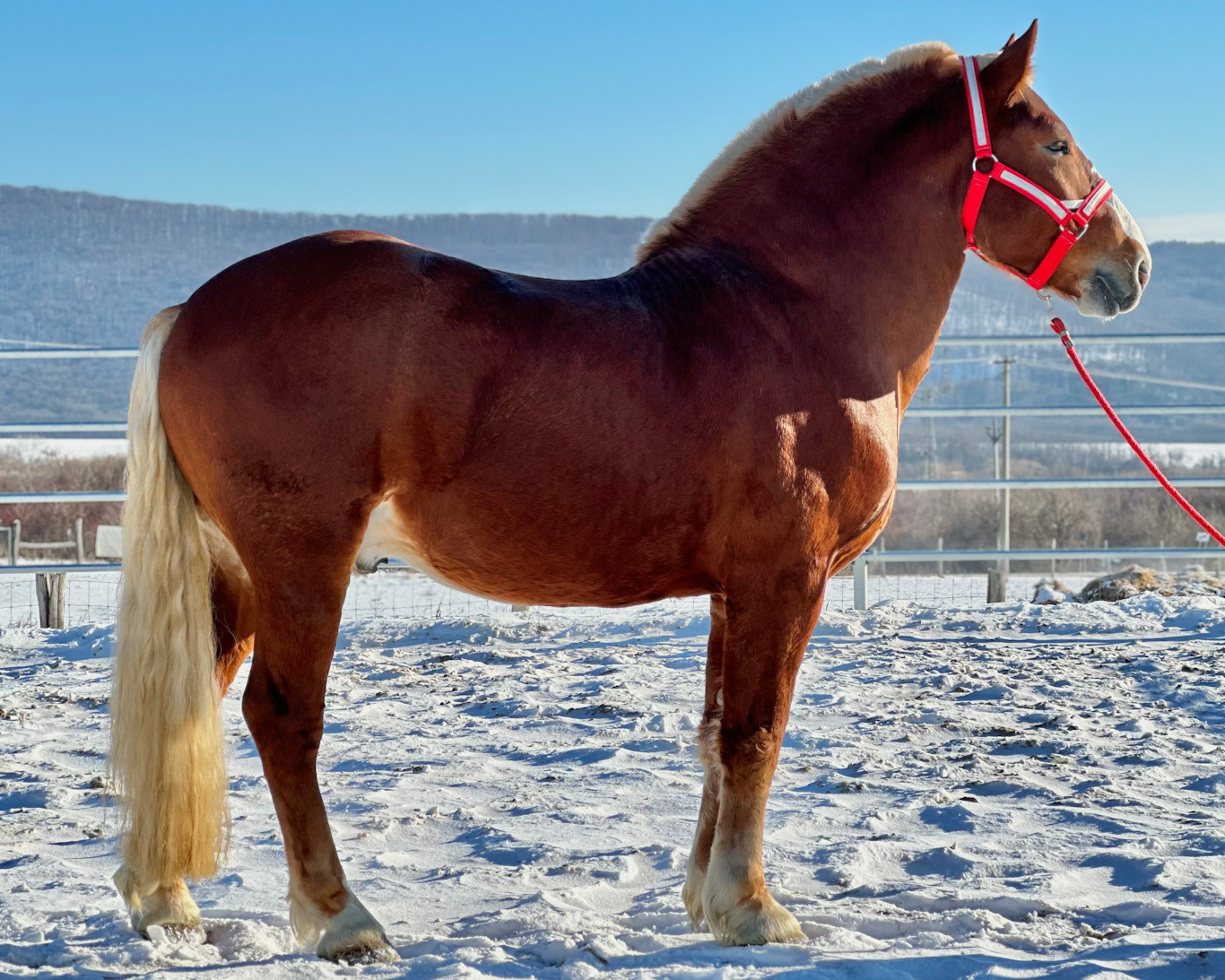 Caesar van Hoeve Aubepine