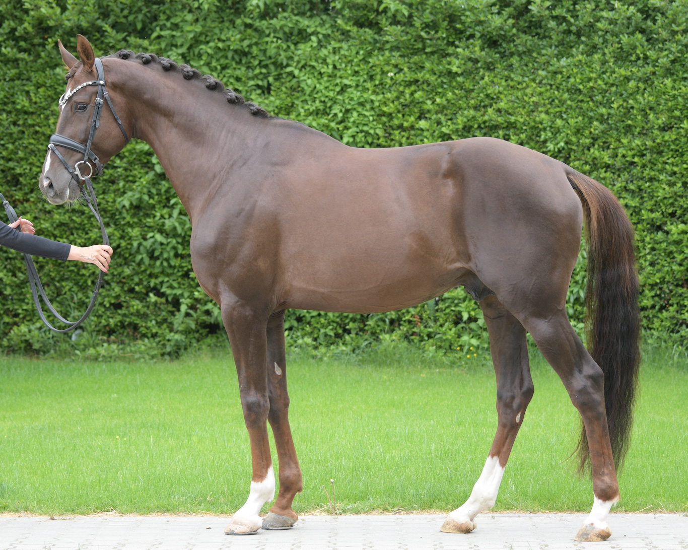 Zampano