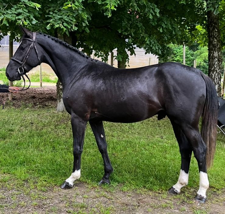 Horsedeals Prince Tasteful