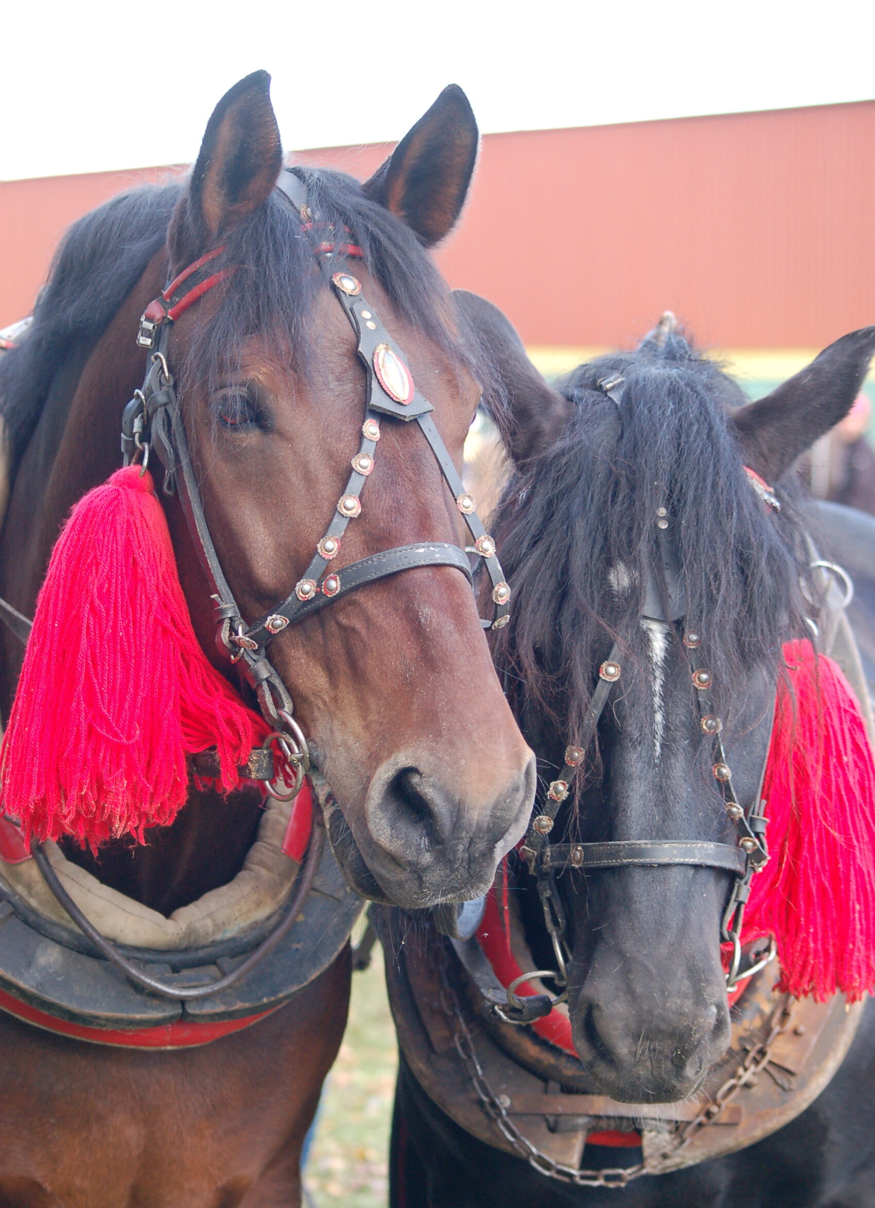 Výsledky, Fotogaléria - Spoločné furmanské majstrovstvá SR a ČR