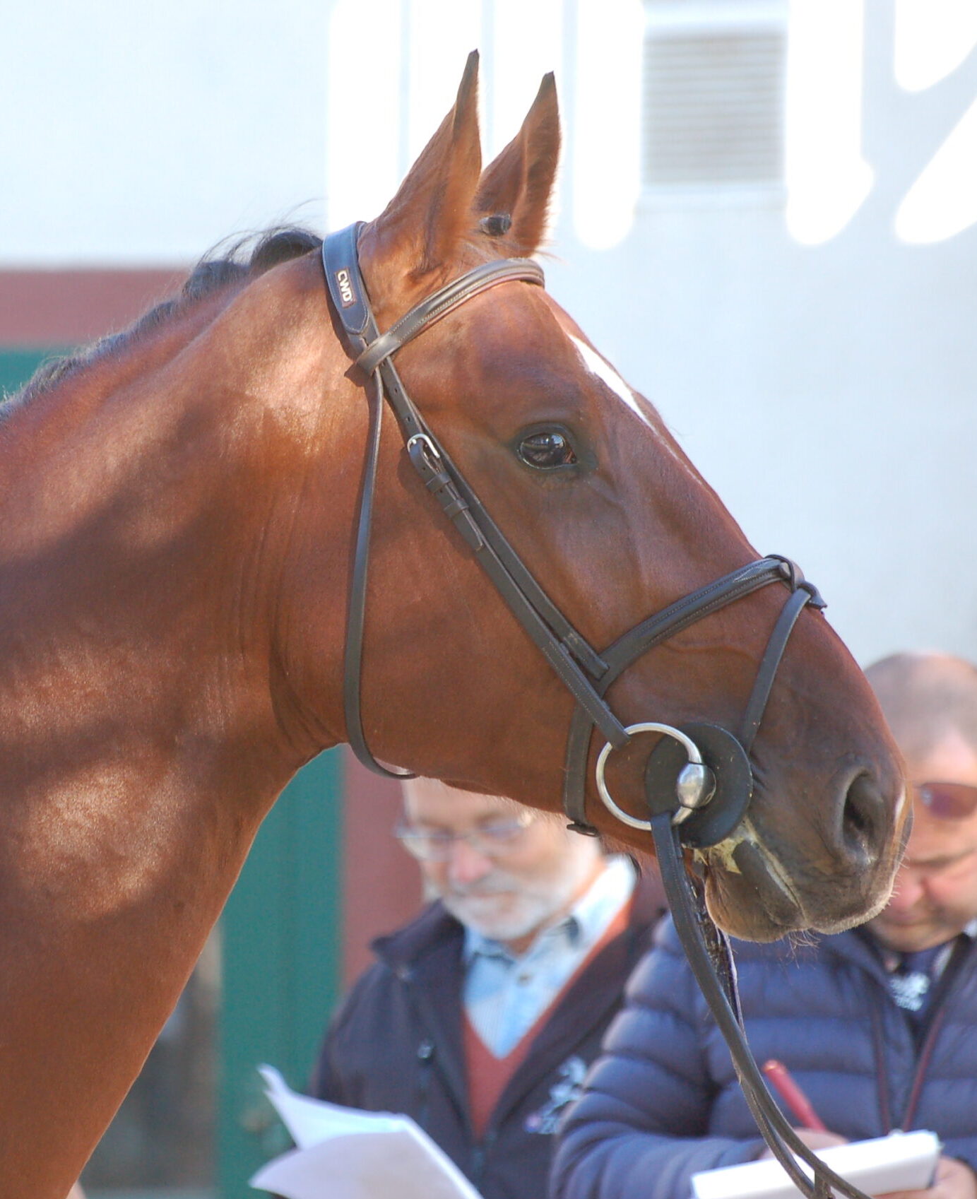 Výzva pre majiteľov plemenných žrebcov